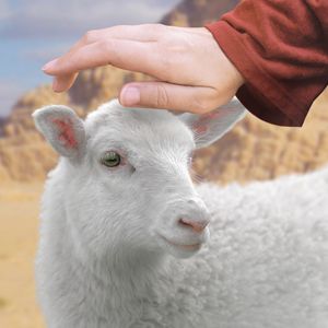 9. How were animals sacrificed in the sanctuary services, and with what meaning? 9. How were animals sacrificed in the sanctuary services, and with what meaning?